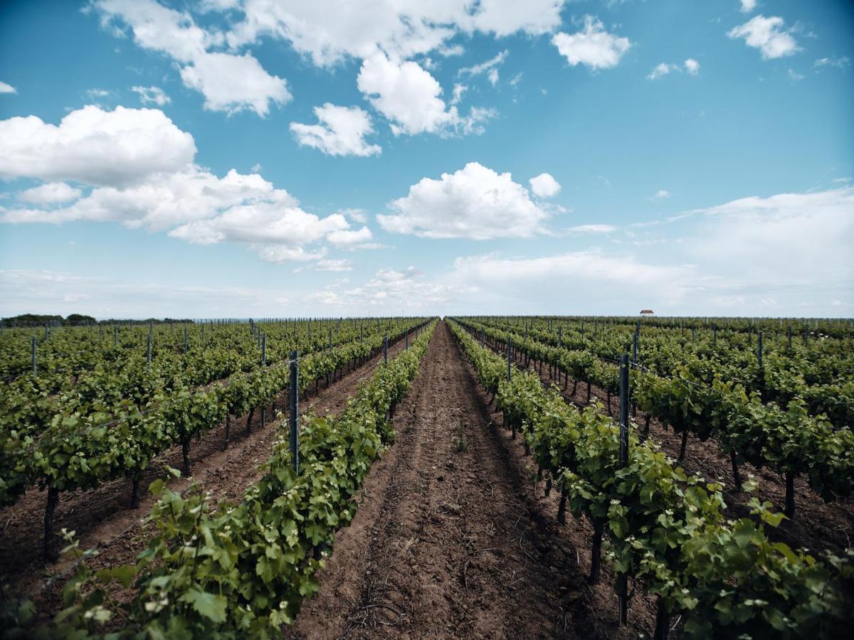 Domeniile Panciu Winery & 3* Sarbi (Vrancea)