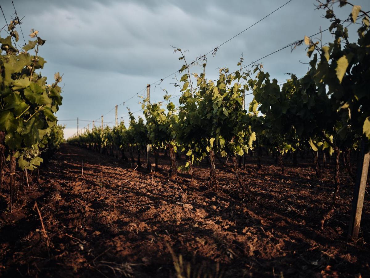 Domeniile Panciu Winery & Sarbi (Vrancea)